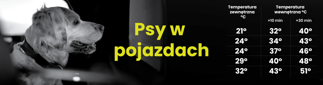 psy w pojazdach